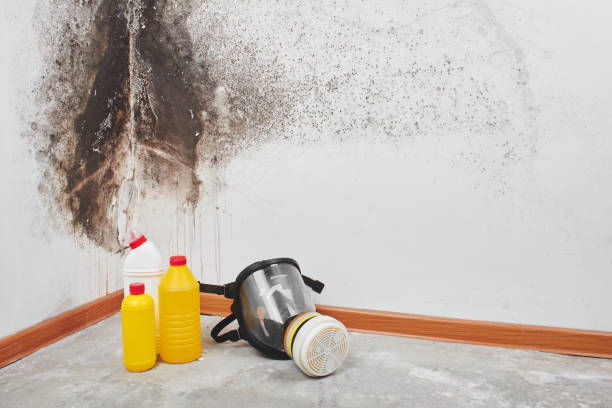 Best DIY Mold Remediation Support Services in Mogadore, OH