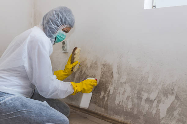 Best Post-Flood Mold Remediation in Mogadore, OH