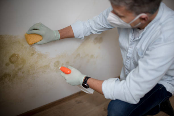 Best Basement Mold Remediation in Mogadore, OH