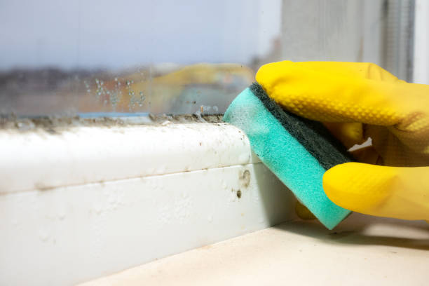 Best Basement Mold Remediation in Mogadore, OH